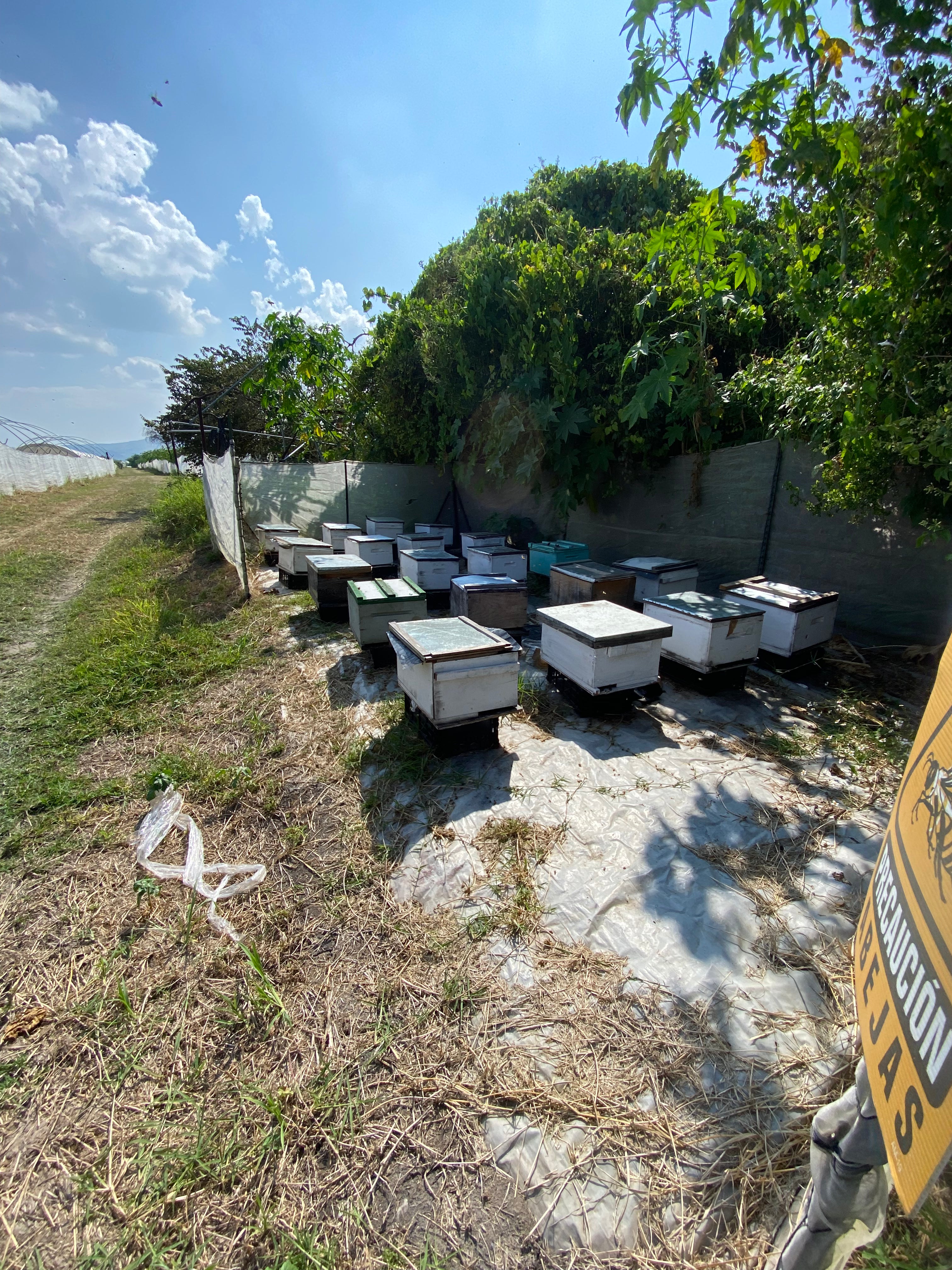 Apiario Esencial - 30 Colmenas